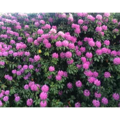Roseum Elegans*Omnia Garden Outlet