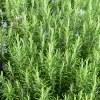 Rosmarin Salvia Rosmarinus*Omnia Garden Sale