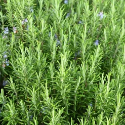 Rosmarin Salvia Rosmarinus*Omnia Garden Sale