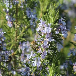 Rosmarin Salvia Rosmarinus*Omnia Garden Sale