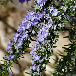 Rosmarin Salvia Rosmarinus*Omnia Garden Sale