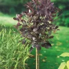 Royal Purple*Omnia Garden New