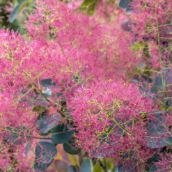 Royal Purple*Omnia Garden New