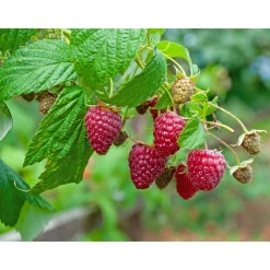 Rubus Autumn Bliss E*Omnia Garden Clearance