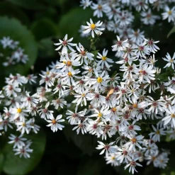 Skogsaster Vit*Omnia Garden Hot