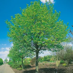 Skogslind Alléträd med Gröna Löv & Gulvit Blomning, 300-400 cm*Omnia Garden Best