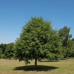 Skogslind Alléträd med Gröna Löv & Gulvit Blomning, 300-400 cm*Omnia Garden Best