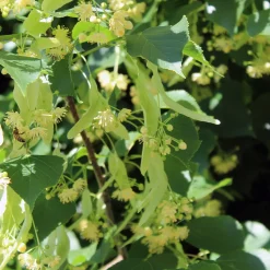 Skogslind Alléträd med Gröna Löv & Gulvit Blomning, 300-400 cm*Omnia Garden Best