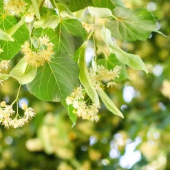 Skogslind Alléträd med Gröna Löv & Gulvit Blomning, 300-400 cm*Omnia Garden Best
