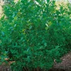 Slånaronia 60-100 cm*Omnia Garden Online