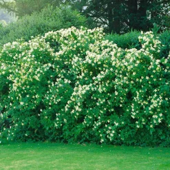 Smultronschersmin 20-30 cm*Omnia Garden Clearance