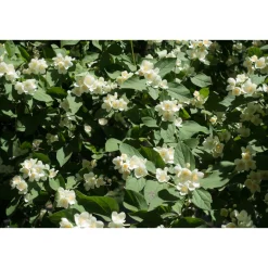 Smultronschersmin 20-30 cm*Omnia Garden Clearance