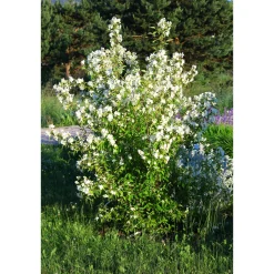 Smultronschersmin 20-30 cm*Omnia Garden Clearance