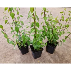 Smultronschersmin 20-30 cm*Omnia Garden Clearance