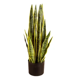Snake Plant*Lykke New