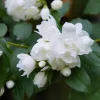 Snowbelle*Omnia Garden Sale