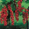 Stam Jonkheer Van Teets 80-100 sth*Omnia Garden Hot