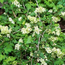 Stefanandra Krukodlad Liten*Omnia Garden