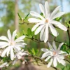 Stjärnmagnolia 80-100 cm*Omnia Garden Online