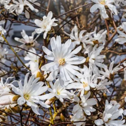 Stjärnmagnolia 80-100 cm*Omnia Garden Online