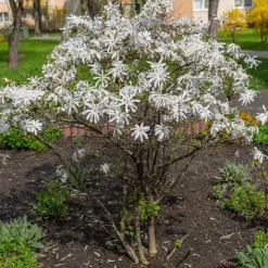 Stjärnmagnolia 80-100 cm*Omnia Garden Online