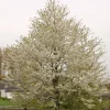 Sötkörsbär Fågelbär 300-400 cm*Omnia Garden New
