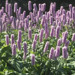 Stor Ormrot*Omnia Garden Hot