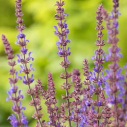 Stäppsalvia Blaukönigin*Omnia Garden Online
