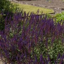 Stäppsalvia Mainacht*Omnia Garden Sale