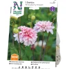 Strawberry Cream*Nelson Garden New