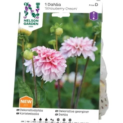 Strawberry Cream*Nelson Garden New