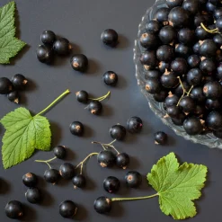 Svart Vinbär Ribes Nigrum Öjebyn E*Omnia Garden Sale