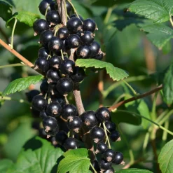 Svart Vinbär Ribes Nigrum Öjebyn E*Omnia Garden Sale