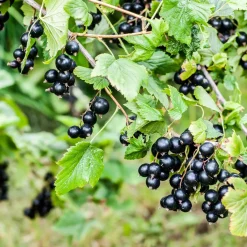 Svart Vinbär Ribes Nigrum Öjebyn E*Omnia Garden Sale