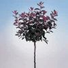 Svartplommon, Rött Lövverk & Vit Blomning, 80-90 cm*Omnia Garden Outlet