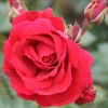 Sympathie Röd*Omnia Garden Sale