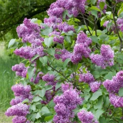 Syrén 50-80cm 2-4 Grenar*Omnia Garden Clearance