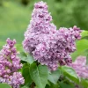 Syrén 20-40cm Krukodlade*Omnia Garden Hot