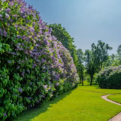 Syrén 20-40cm Krukodlade*Omnia Garden Hot