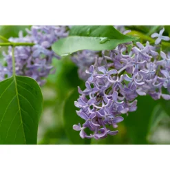 Syrén 20-40cm Krukodlade*Omnia Garden Hot