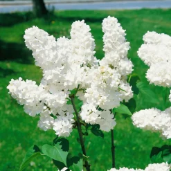 Syrén Vit 20-40 cm Krukodlade*Omnia Garden New