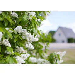 Syrén Vit 20-40 cm Krukodlade*Omnia Garden New