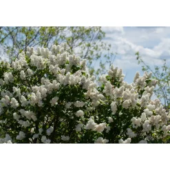 Syrén Vit 20-40 cm Krukodlade*Omnia Garden New