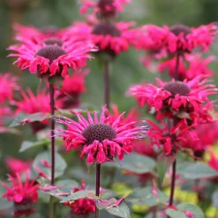 Temynta Bee-Happy*Omnia Garden Clearance
