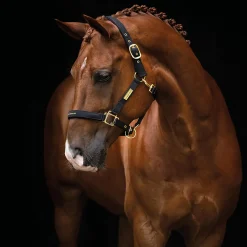 The Equestrian Life Ponny*HANSBO SPORT Discount