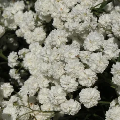 The Pearl*Omnia Garden Hot