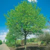 Tilia Cordata Greenspire 150-200 cm*Omnia Garden