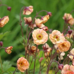 Trädgårdsnejlikrot Geum Pretticoats Peach*Omnia Garden