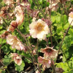 Trädgårdsnejlikrot Geum Pretticoats Peach*Omnia Garden