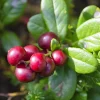 Vaccinium Vitis-Idaea Balsgård Sussi*Omnia Garden